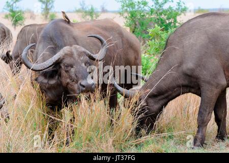 Afrikanischer Büffel (Syncerus Caffer), Fütterung auf Gras mit Red-billed oxpecker auf dem Rücken der Büffel, Krüger Nationalpark, Südafrika Stockfoto