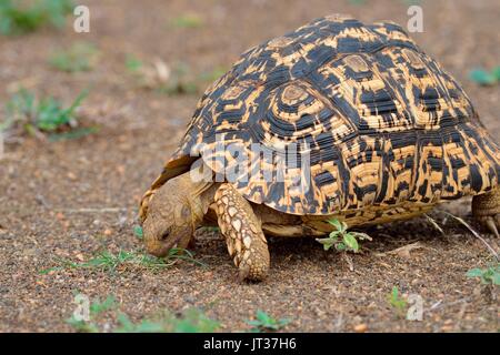 Pantherschildkröte (Stigmochelys Pardalis), Fütterung auf Rasen, Krüger Nationalpark, Südafrika, Afrika Stockfoto