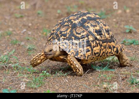 Pantherschildkröte (Stigmochelys Pardalis), Umzug, Krüger Nationalpark, Südafrika, Afrika Stockfoto