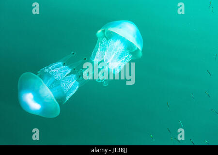 Barrel Qualle aus hafenmauer Katakolon. Griechenland Stockfoto