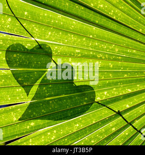 Natürliche herzförmige Weinblätter auf sunshine Hintergrundbeleuchtung Cabbage Tree Palm verlässt. Liebhaber der Natur Hintergrund. Stockfoto