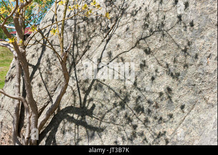 Der Schatten eines sassafras Baum in voller Blüte, auf einer felsigen Wand projiziert. Stufe Fort Park, Gloucester, Massachusetts Stockfoto