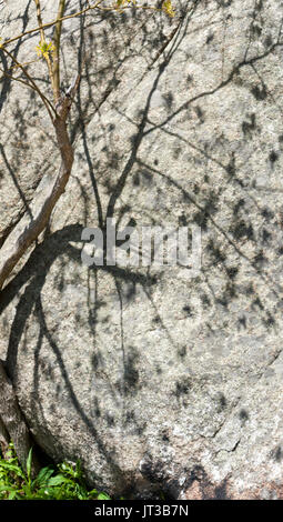 Der Schatten eines sassafras Baum in voller Blüte, auf einer felsigen Wand projiziert. Stufe Fort Park, Gloucester, Massachusetts Stockfoto