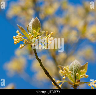 Sassafras Baum Blumen vor blauem Himmel. Phase fort Park, Gloucester, Massachusetts Stockfoto