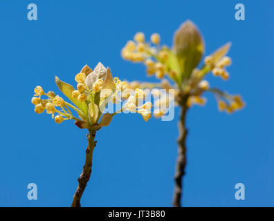 Sassafras Baum Blumen vor blauem Himmel. Stufe Fort Park, Gloucester, Massachusetts Stockfoto