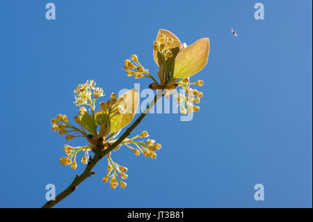 Sassafras Baum Blumen vor blauem Himmel. Stufe Fort Park, Gloucester, Massachusetts Stockfoto