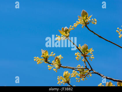 Sassafras Baum Blumen vor blauem Himmel. Stufe Fort Park, Gloucester, Massachusetts Stockfoto