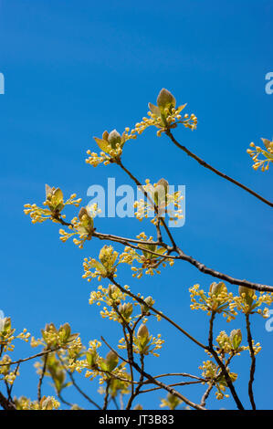 Sassafras Baum Blumen vor blauem Himmel. Stufe Fort Park, Gloucester, Massachusetts Stockfoto