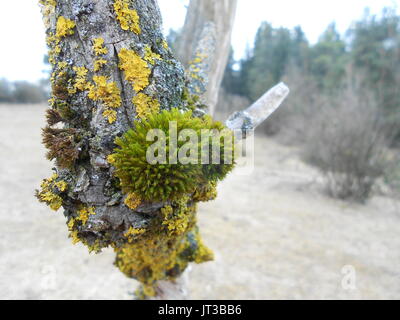 Moos und Flechten auf Rinde eines toten Wacholder. Stockfoto