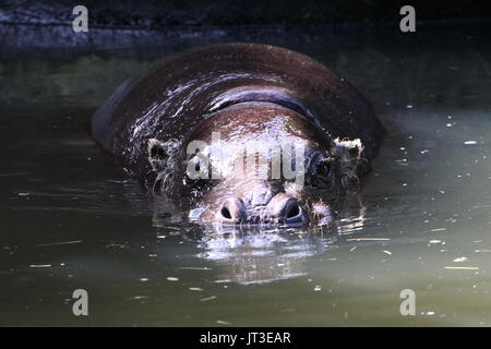West African Pygmy Hippopotamus (Hexaprotodon Liberiensis, Choeropsis Liberiensis) Stockfoto
