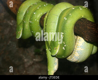 Paar Südostasiatische Green Tree Pythons (Morelia viridis) hing ein Zweig. Stockfoto
