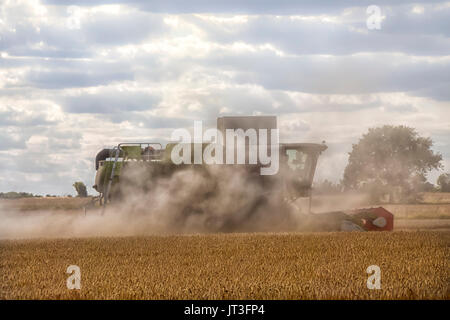 ROCHFORD, ESSEX, Vereinigtes Königreich - 06. AUGUST 2017: Claas-Mähdrescher ernten Weizen auf dem ländlichen Essex-Feld und arbeiten in einer Staubwolke Stockfoto