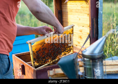 Mann hält Wabe Rahmen für die Kontrolle der Bienen Stockfoto