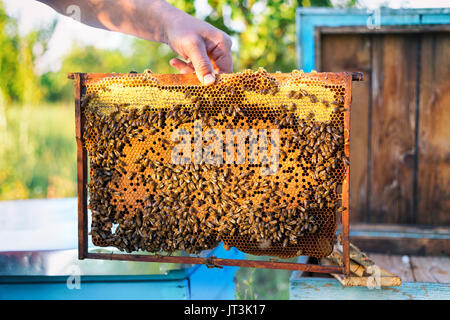 Mann hält Wabe Rahmen für die Kontrolle der Bienen Stockfoto