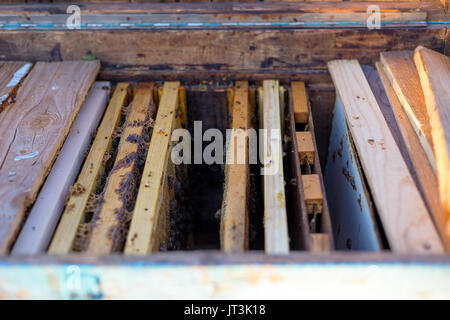 Open Bee Hive und Wabe frames Stockfoto