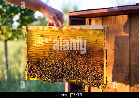 Mann hält Wabe Rahmen für die Kontrolle der Bienen Stockfoto