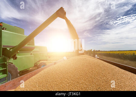Kombinieren Sie Mähdrescher Landwirtschaftsmaschine Ernte goldenen reif Weizenfeld Stockfoto
