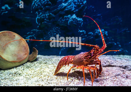 Red Lobster in einem Aquarium gesehen durch das Glas Stockfoto