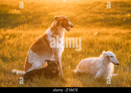 Kleine schwarze Mischling Jagdhund und Russische Windhunde Barsois, Borzaya sitzen zusammen im Freien im Sommer oder Herbst Wiese oder Feld grün Gr Stockfoto