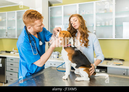 Arzt untersuchen Beagle Hund mit Frau Assistent an der Tierärztlichen Klinik Stockfoto