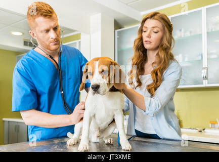 Arzt untersuchen Beagle Hund mit Frau Assistent an der Tierärztlichen Klinik Stockfoto