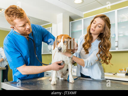 Arzt untersuchen Beagle Hund mit Frau Assistent an der Tierärztlichen Klinik Stockfoto