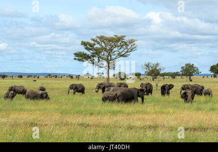 Eine Herde Elefanten Beweidung in den Steppen der Serengeti Stockfoto