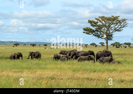 Eine Herde Elefanten Beweidung in den Steppen der Serengeti Stockfoto