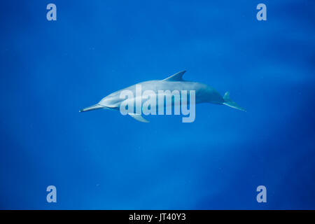 Spinner Delfin (Stenella longirostris) über in diesem gläsernen Meer von Indonesien zu Oberfläche Stockfoto