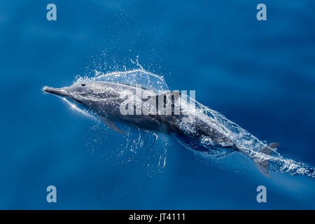 Spinner Delfin (Stenella longirostris) auftauchen in diesem gläsernen Meer von Indonesien Stockfoto