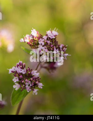 Eine schöne Oregano Blumen in einem Garten bereit für Tee. Gutes Gewürz für Fleisch. Lebendige Sommer Garten. Flache Tiefenschärfe closeup Foto. Stockfoto