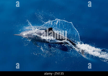 Spinner Delfin (Stenella longirostris) auftauchen in diesem gläsernen Meer von Indonesien Stockfoto