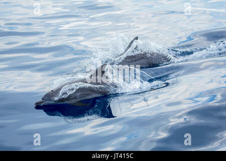 Indopazifischen Großen Tümmler (Tursiops aduncus) auftauchen in diesem gläsernen Meer Stockfoto