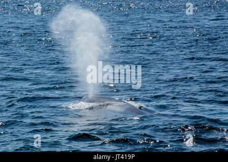 Pygmy Blauwal (Balaenoptera musculus brevicauda) in den Gewässern Indonesiens, die bis an die Oberfläche für einen Atem Stockfoto