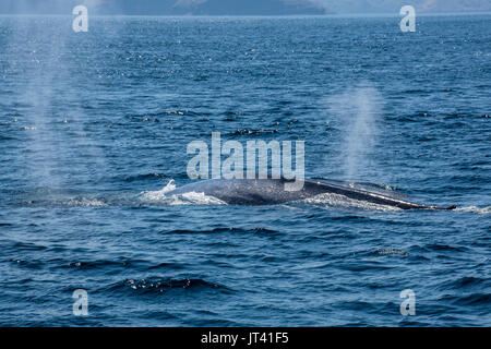 Pygmy Blauwal (Balaenoptera musculus brevicauda) in den Gewässern Indonesiens, die bis an die Oberfläche für einen Atem Stockfoto