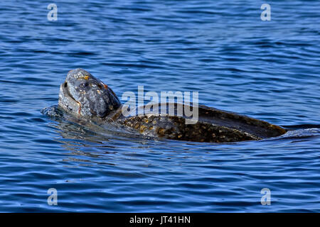 Leatherback Sea Turtle (Dermochelys coriacea) neben dem Walbeobachtungsboot Stockfoto