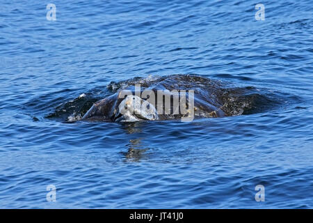 Leatherback Sea Turtle (Dermochelys coriacea) neben dem Walbeobachtungsboot Stockfoto