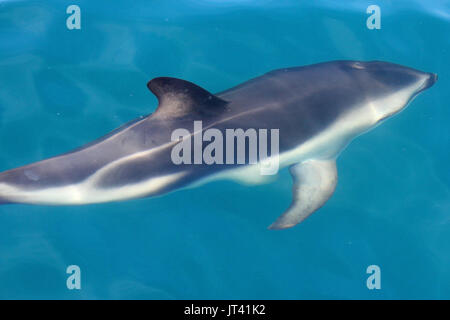 Dusky Dolphin (Lagenorhynchus Obscurus), in der Nähe der Oberfläche in den Gewässern von Kaikoura Stockfoto