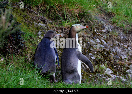 Yellow-eyed Pinguin (Megadyptes antipodes) Mutter und Kind ihr Nest verlassen Stockfoto