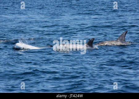 Risso's Dolphin (Grampus griseus) Geselligkeit im Monterey Bay Stockfoto