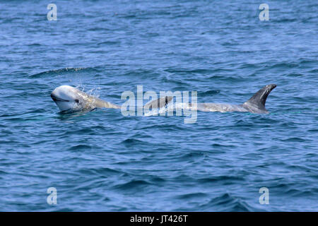 Risso's Dolphin (Grampus griseus) Geselligkeit im Monterey Bay Stockfoto