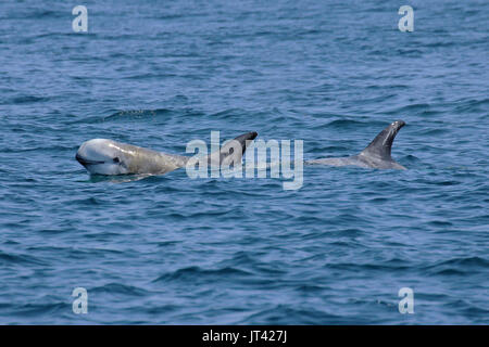 Risso's Dolphin (Grampus griseus) Geselligkeit im Monterey Bay Stockfoto