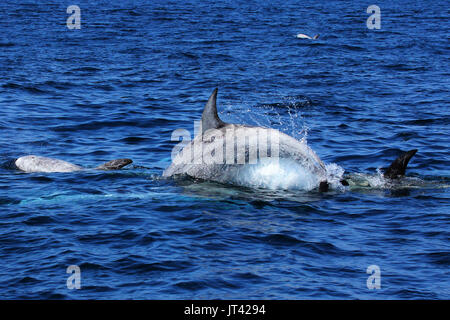 Risso's Dolphin (Grampus griseus) Geselligkeit im Monterey Bay Stockfoto