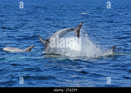 Risso's Dolphin (Grampus griseus) Geselligkeit im Monterey Bay Stockfoto