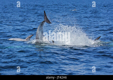 Risso's Dolphin (Grampus griseus) Geselligkeit im Monterey Bay Stockfoto