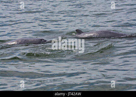 Irrawaddy-delfine (Orcaella brevirostris) um Fischerboote, die versuchen, ein kostenloses Frühstück im Ästuar- Gewässern des Santubong, Sarawak, hängend Stockfoto