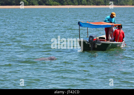 Irrawaddy-delfine (Orcaella brevirostris) um Fischerboote, die versuchen, ein kostenloses Frühstück im Ästuar- Gewässern des Santubong, Sarawak, hängend Stockfoto