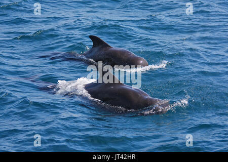 Kurzflossen-grindwal (GLOBICEPHALA MACRORHYNCHUS), in der Nähe des Dolphin Watching Boot auf den Malediven Stockfoto