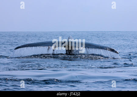 Pygmy Blauwal oder großen Indischen Blauwal (Balaenoptera musculus indica) aus Trincomalee, fluking nach dem Atem, schiffshaltern von Fluke Stockfoto