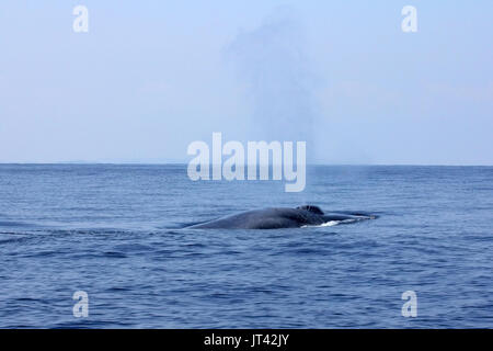 Pygmy Blauwal oder großen Indischen Blauwal (Balaenoptera musculus indica) aus Trincomalee, kommt ein Hauch direkt neben dem Boot zu nehmen Stockfoto